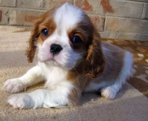 Cavalier King