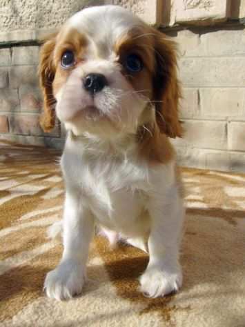 Cavalier King