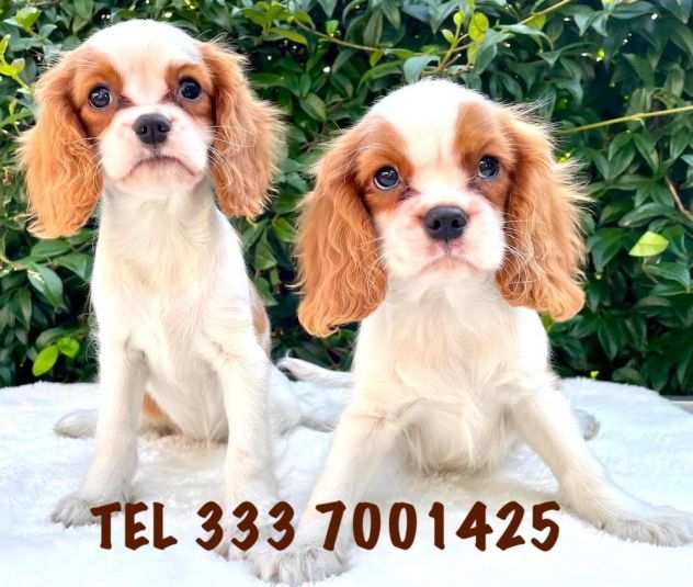 CAVALIER KING BLENHEIM DA60 EURO AL MESE - PREZZO RIDOTTO