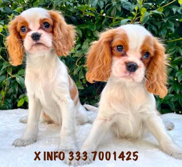 CAVALIER KING BLENHEIM DA60 EURO AL MESE - PREZZO RIDOTTO