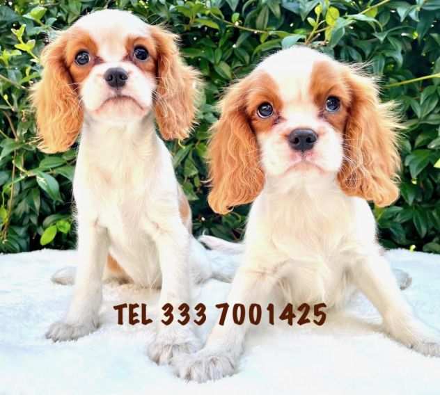 CAVALIER KING BLENHEIM DA60 EURO AL MESE - PREZZO RIDOTTO