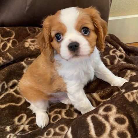 Cavalier King Charles