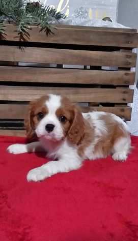 Cavalier king charles spaniel