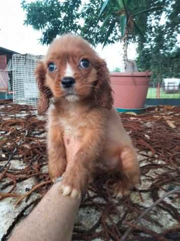 CAVALIER KING CUCCIOLI