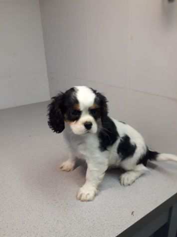 CAVALIER KING CUCCIOLI