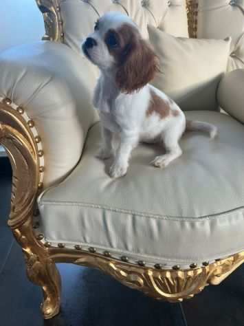 Cavalier King cuccioli