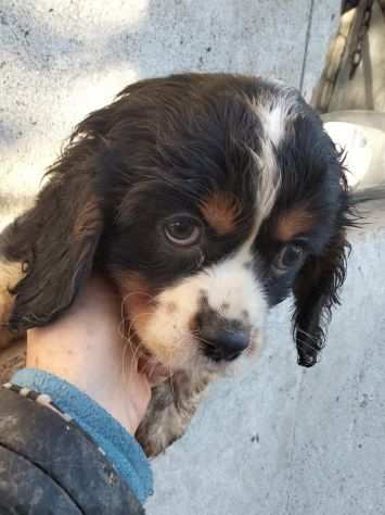 CAVALIER KING CUCCIOLI