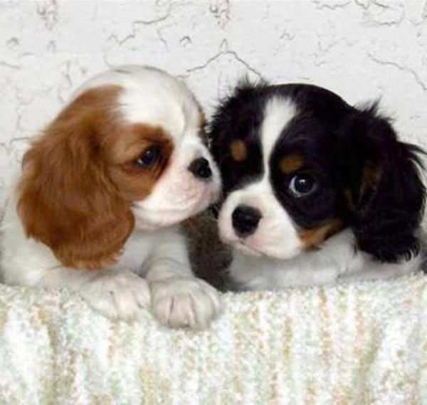 Cavalier King cuccioli