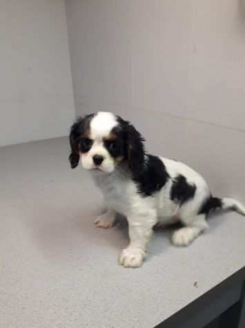 CAVALIER KING CUCCIOLI