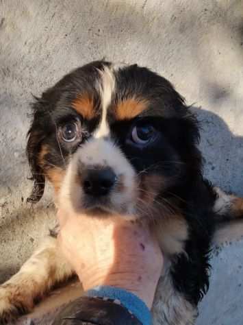 CAVALIER KING CUCCIOLI