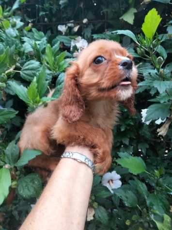 CAVALIER KING CUCCIOLI