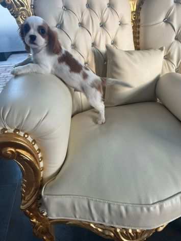 Cavalier King cuccioli