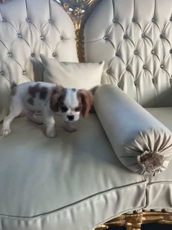 Cavalier King cuccioli