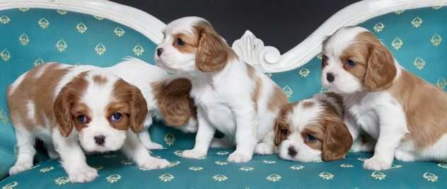 Cavalier king cuccioli bicolore da 70 euro al mese