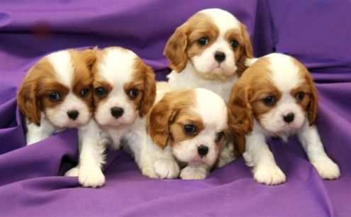 Cavalier king cuccioli bicolore da 70 euro al mese