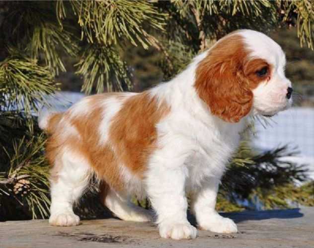 Cavalier king cuccioli blenheim- pagamento rateale