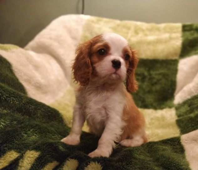 Cavalier King maschietti