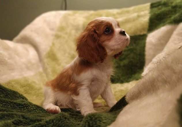 Cavalier King maschietti