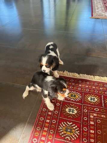 Cavalier King maschietti