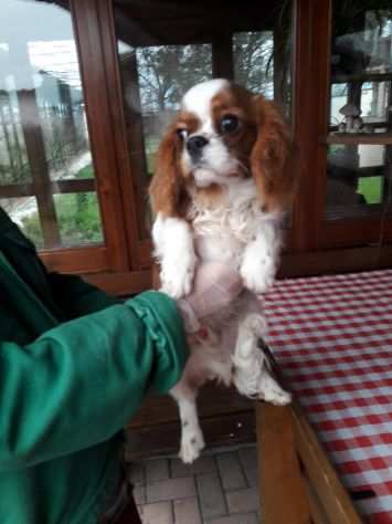 Cavalier King (maschietto)