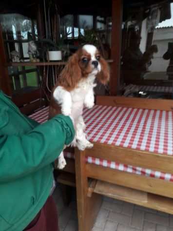 Cavalier King (maschietto)