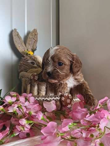 cavalier king ruby pedigree enci