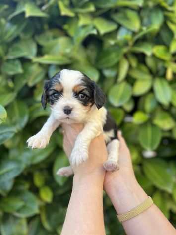 Cavalier king Super Cuccioli