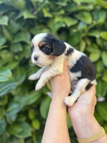 Cavalier king Super Cuccioli