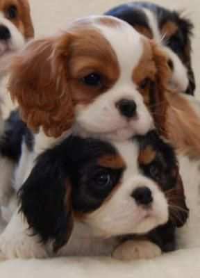 Cavalier king toy