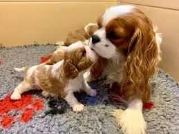 Cavalier king toy