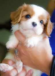 Cavalier king toy