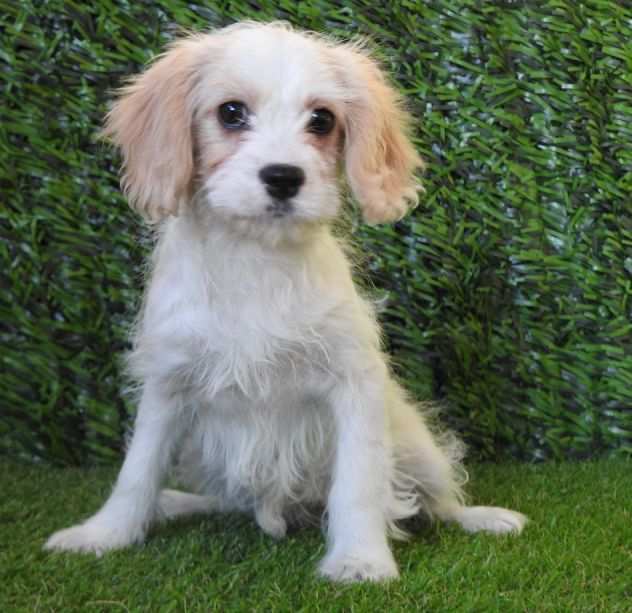 cavapoo- barboncino cavalier king