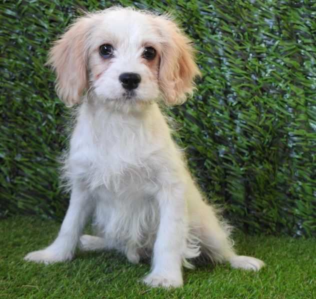 cavapoo- barboncino cavalier king