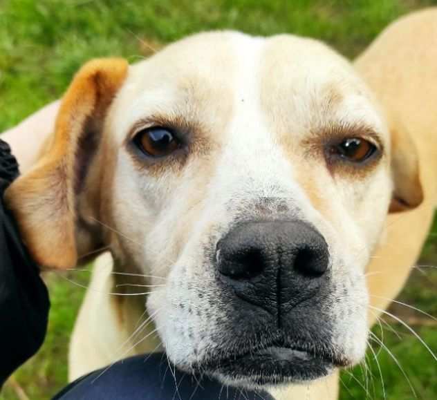 CECY, piccola delizia. CAGNOLINA IN ADOZIONE TAGLIA MEDIO PICCOLA.