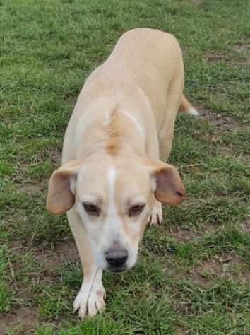 CECY, piccola delizia. CAGNOLINA IN ADOZIONE TAGLIA MEDIO PICCOLA.