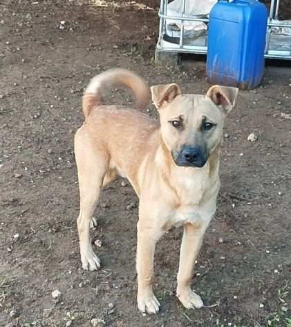 Cegrave una famiglia per questo splendido cucciolone