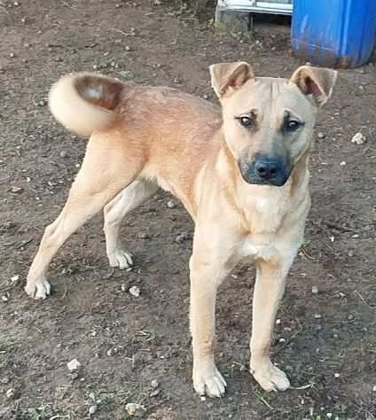 Cegrave una famiglia per questo splendido cucciolone in adozione