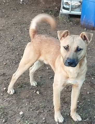 Cegrave una famiglia per questo splendido cucciolone in adozione