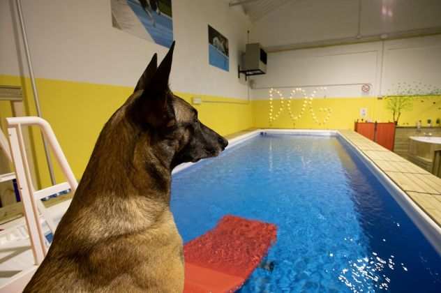 Centro indoor per animali Dog Centre