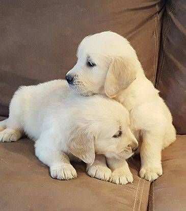 CERCA CASA - Dolci cuccioli di GOLDEN RETRIEVER - (Maschio e Femmina)