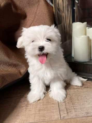 CERCA CASA - Dolci cuccioli di MALTESE taglia piccola - (Maschio e Femmina)