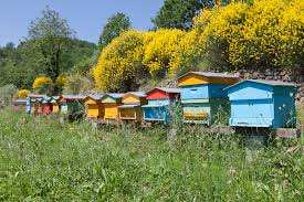 cercasi aiutante agricolo apicoltura