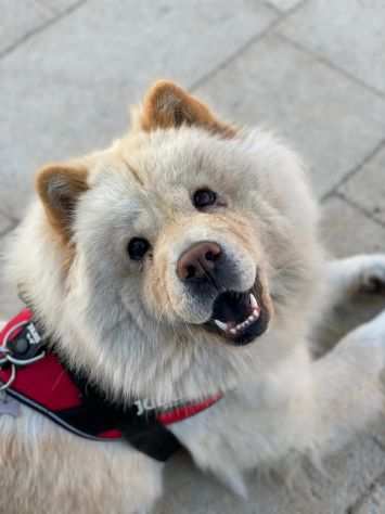 Cercasi famiglia adottiva per la mia dolcissima Chow Chow