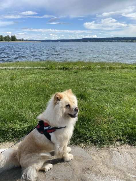 Cercasi famiglia adottiva per la mia dolcissima Chow Chow