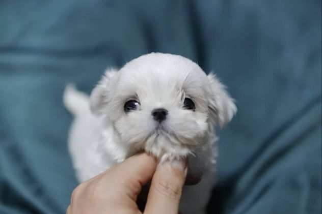 Cerchiamo famiglia cuccioli di 3 mesi e pochi giorni Razza MALTESE toy