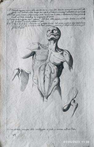 Cesio Carlo - Cognitione de muscoli del corpo humano - 1679