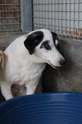 CHAD MASCHIO 10 ANNI TAGLIA MEDIA IN CANILE