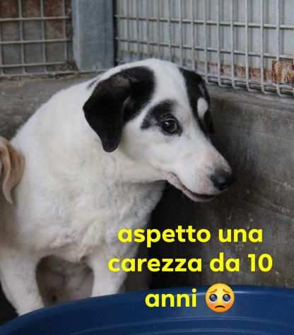 CHAD MASCHIO 10 ANNI TAGLIA MEDIA IN CANILE