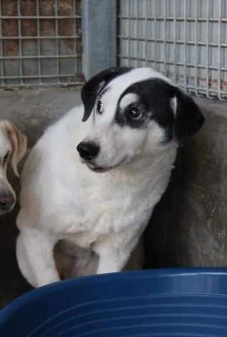 CHAD MASCHIO 10 ANNI TAGLIA MEDIA IN CANILE