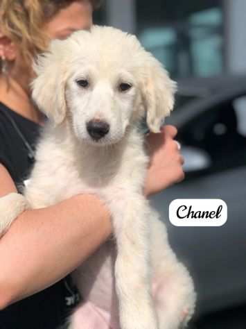 Chanel splendida cucciola di Labrador